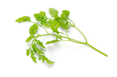 chervil