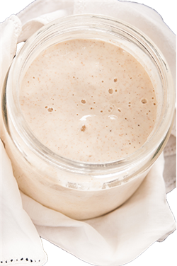 sourdough starter