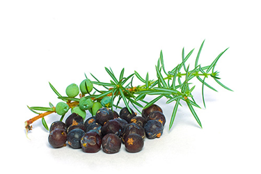 juniper berries