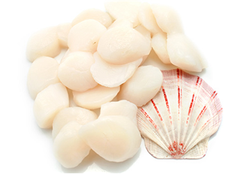 scallops