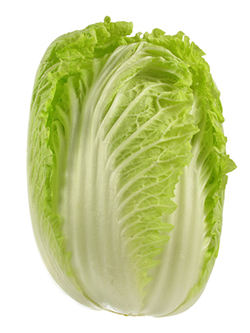 chinese cabbage