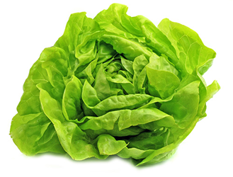 butter lettuce