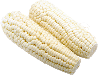 white shoepeg corn