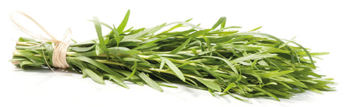 tarragon