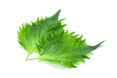 shiso leaves